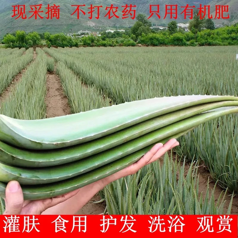 库拉索芦荟盆栽鲜芦荟灌肤美容院专用可食用芦荟片芦荟叶片鲜芦荟