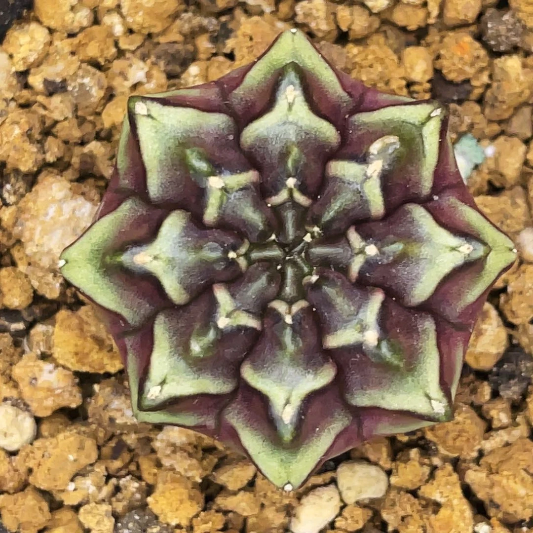 Nana 家梦想 实生