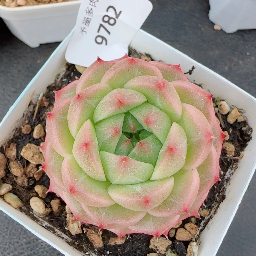 青梅，9782多肉植物