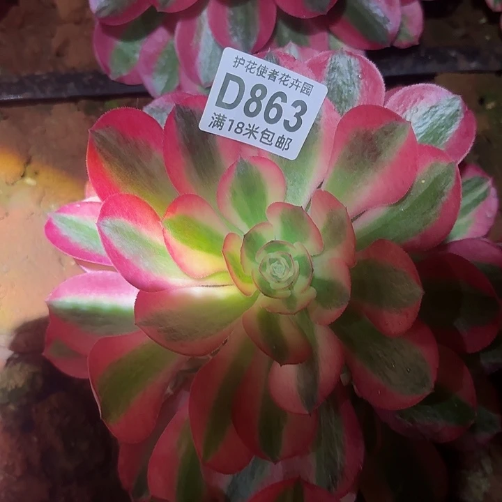 多肉 香妃多肉法师植物