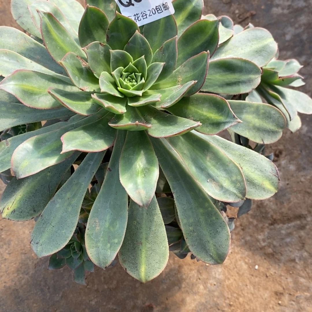 661翡翠城多肉植物