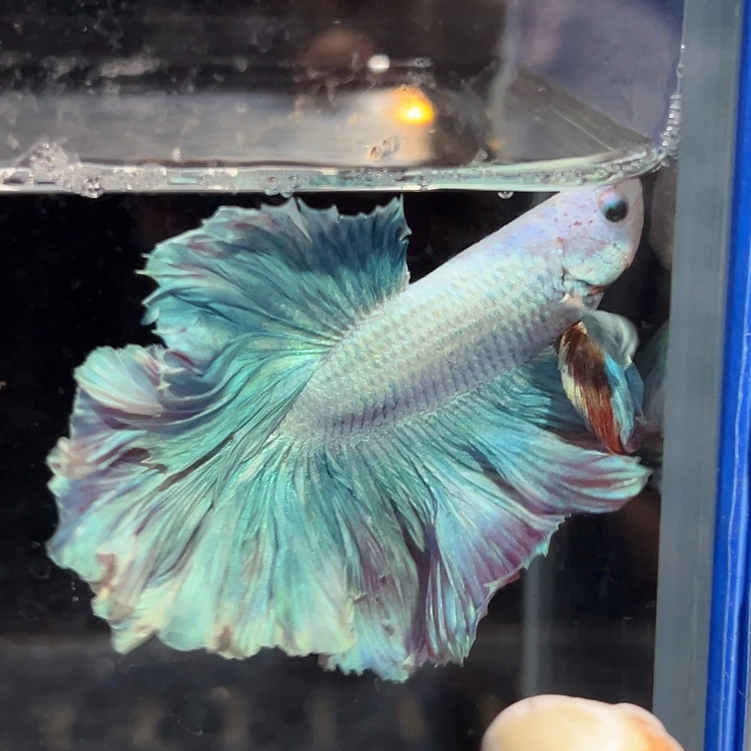 斗鱼23号特价花瓣