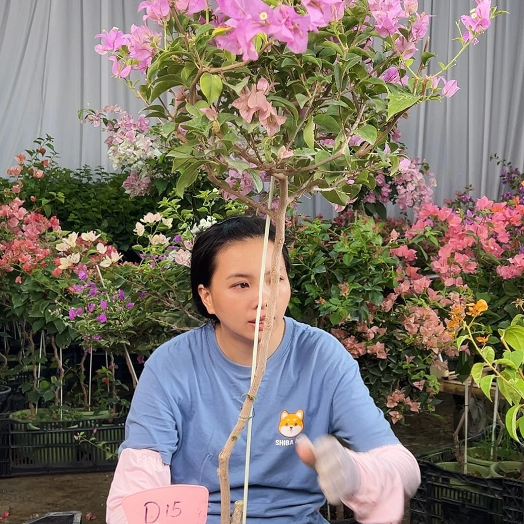 魏***珍大部分花苞少量开放D15巴西紫