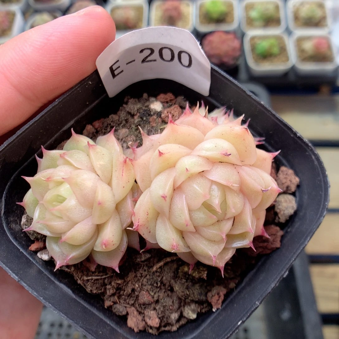 E200 ，柿子多肉20包邮，偏远地区不发货