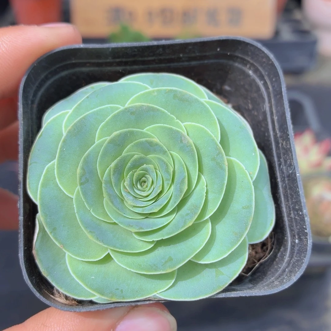 酒杯玫瑰多肉9.9包邮发货