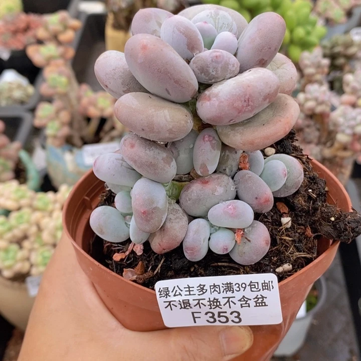 大叶奶8cm353多肉植物