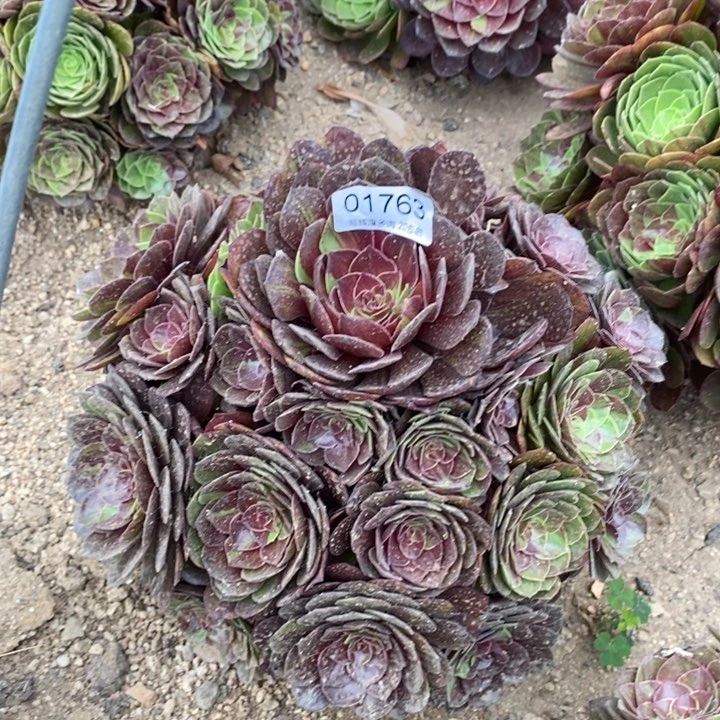 难***涂01763花月夜多肉植物