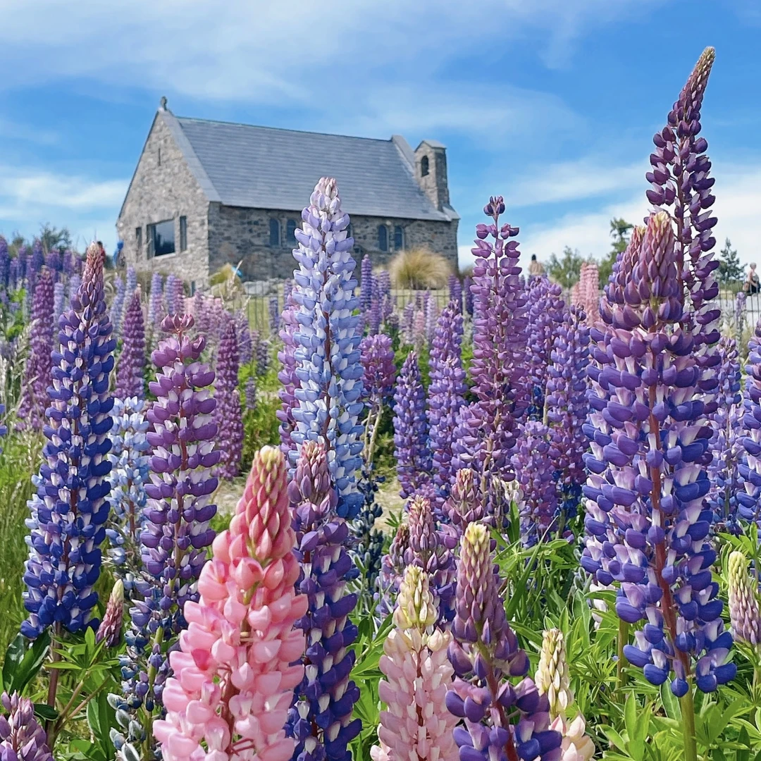 鲁冰花【颜色选拍】盆栽多年生易爆花发货快新手易养护喜阳植物