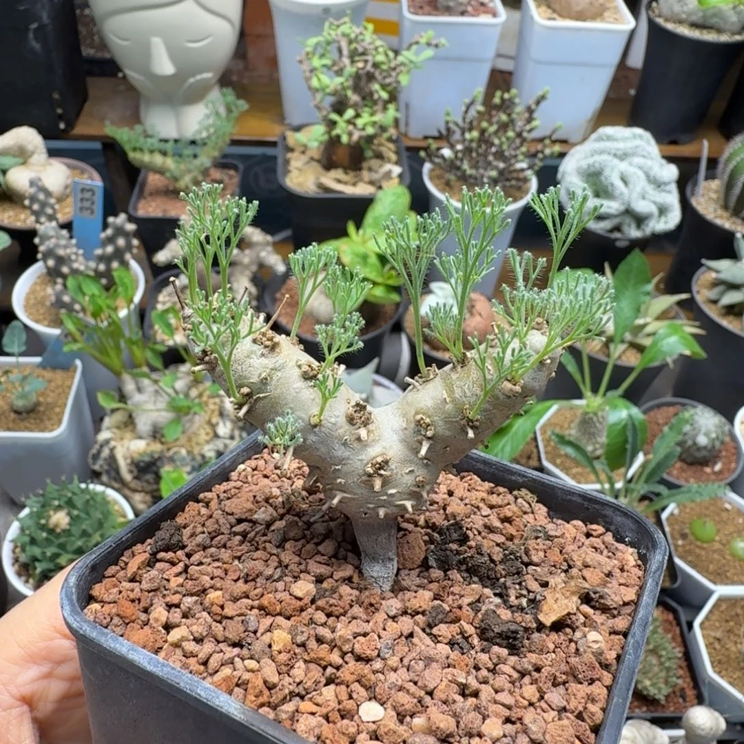 白皮月界296仙人掌