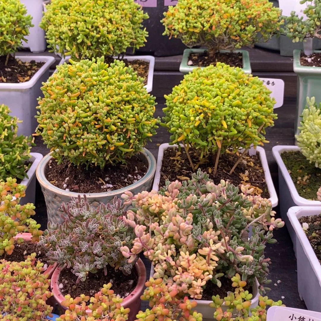 美**行盆。  带盆。