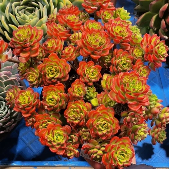 夏**✨蒂亚17071多肉