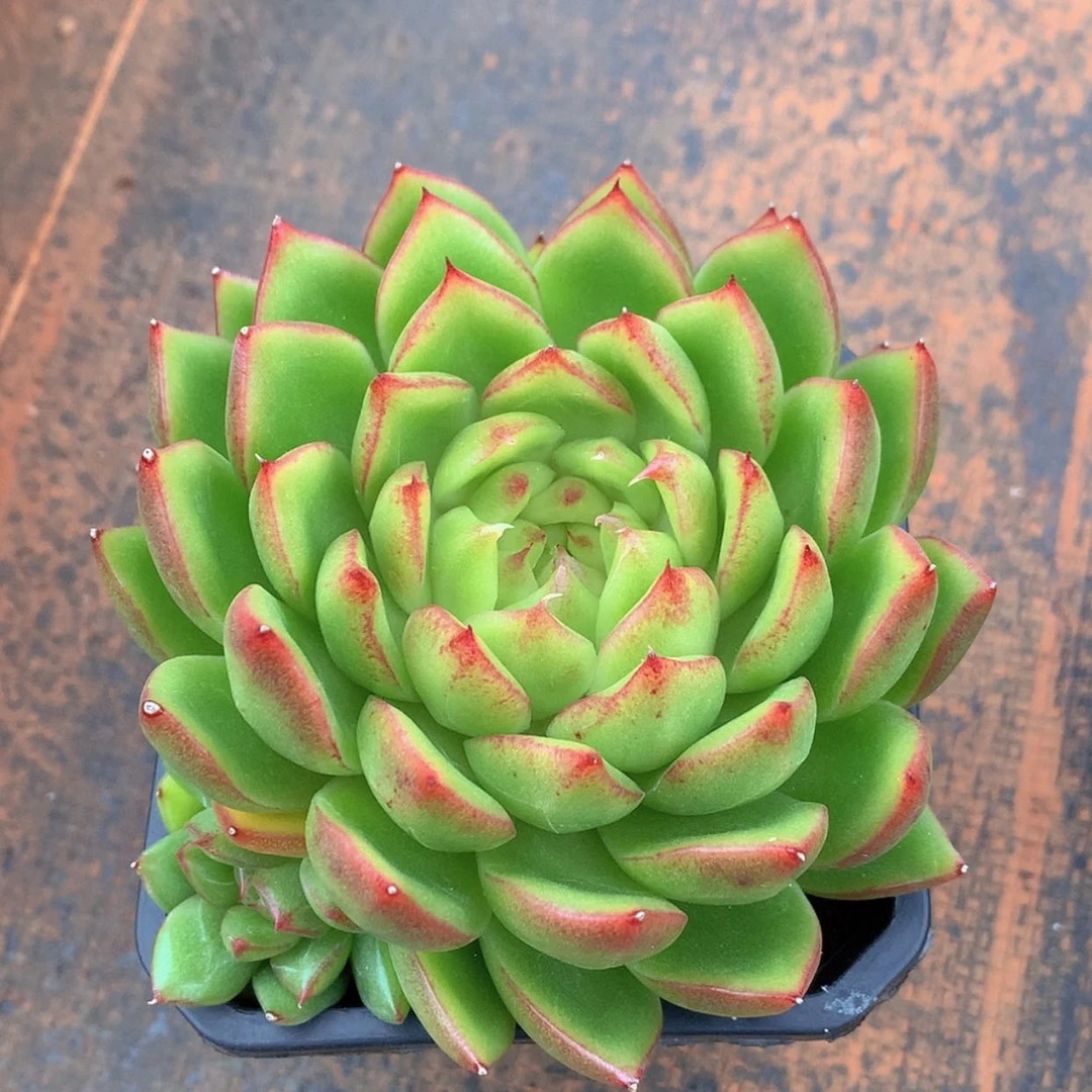 【闪购商品】云502号水晶珍妮锦12厘米