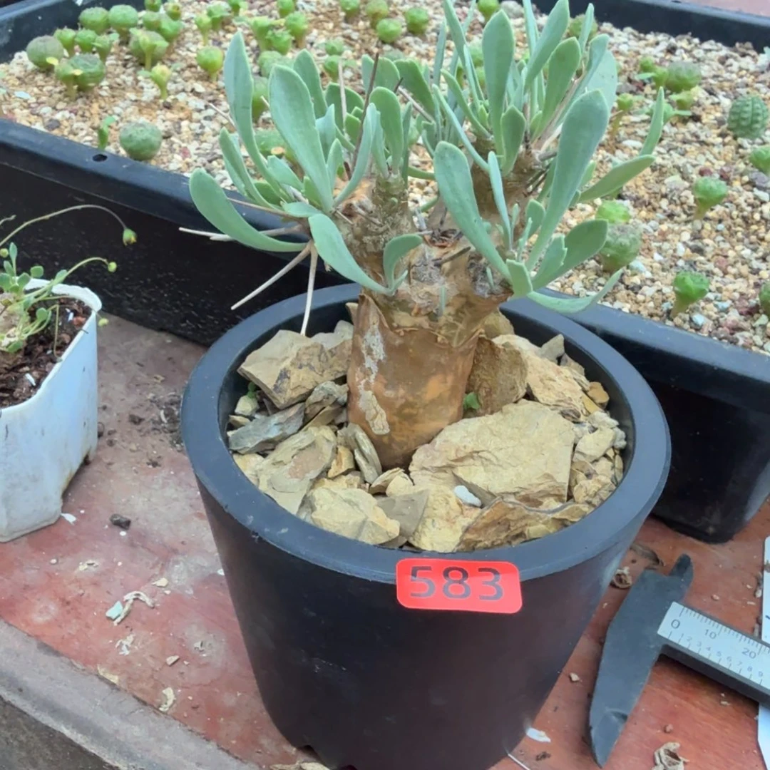 粥***欲刺烛厚墩菊583仙人掌