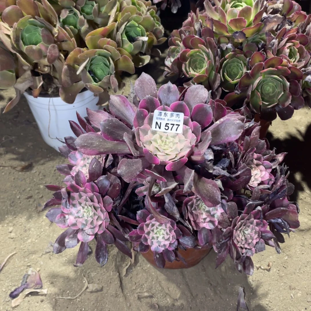 577铜壶锦多肉法师断枝不包