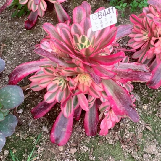 ?****)多肉植物美度纱441