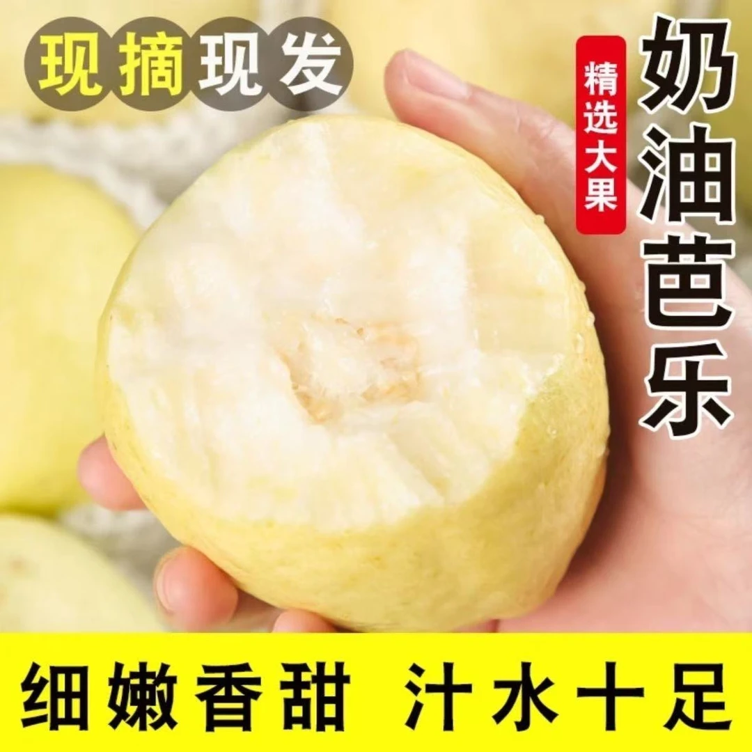 正宗A广西白心芭乐当季番石榴香檽甜鸡屎果孕妇新鲜水果番石榴