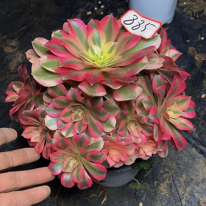 妖月老桩捧花885号