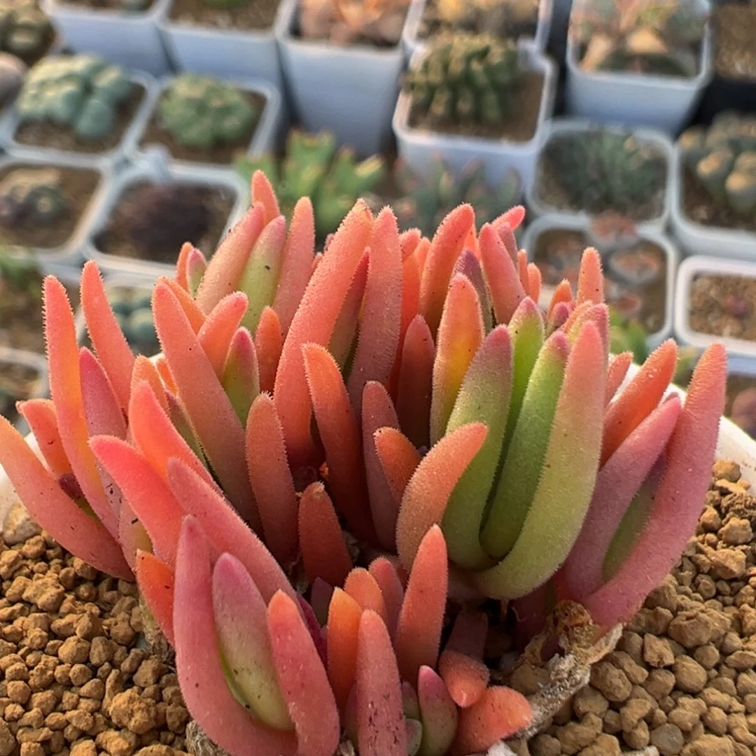 122多肉植物百科植物