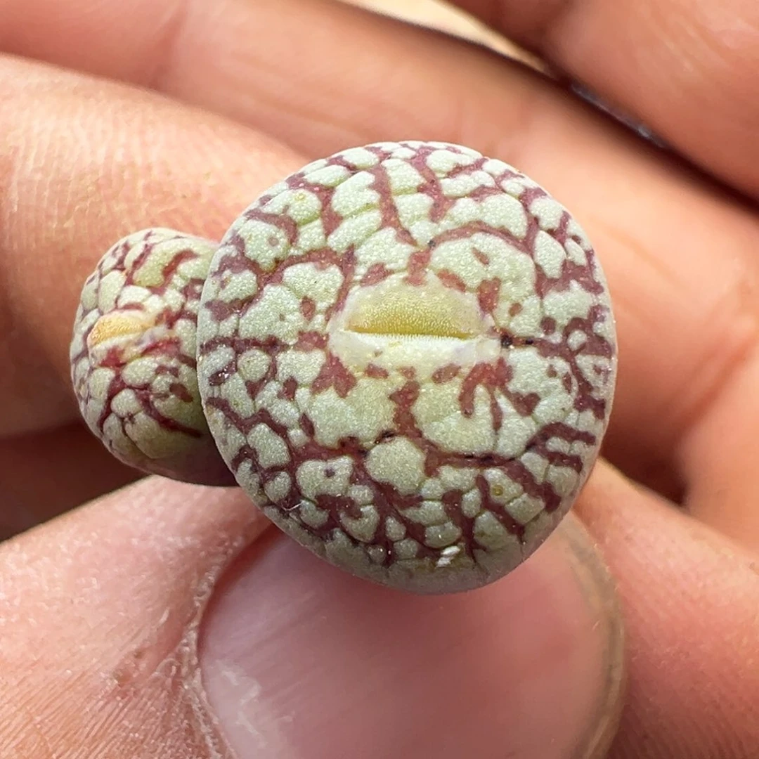 149开播福利青蛙种源超墨一颗