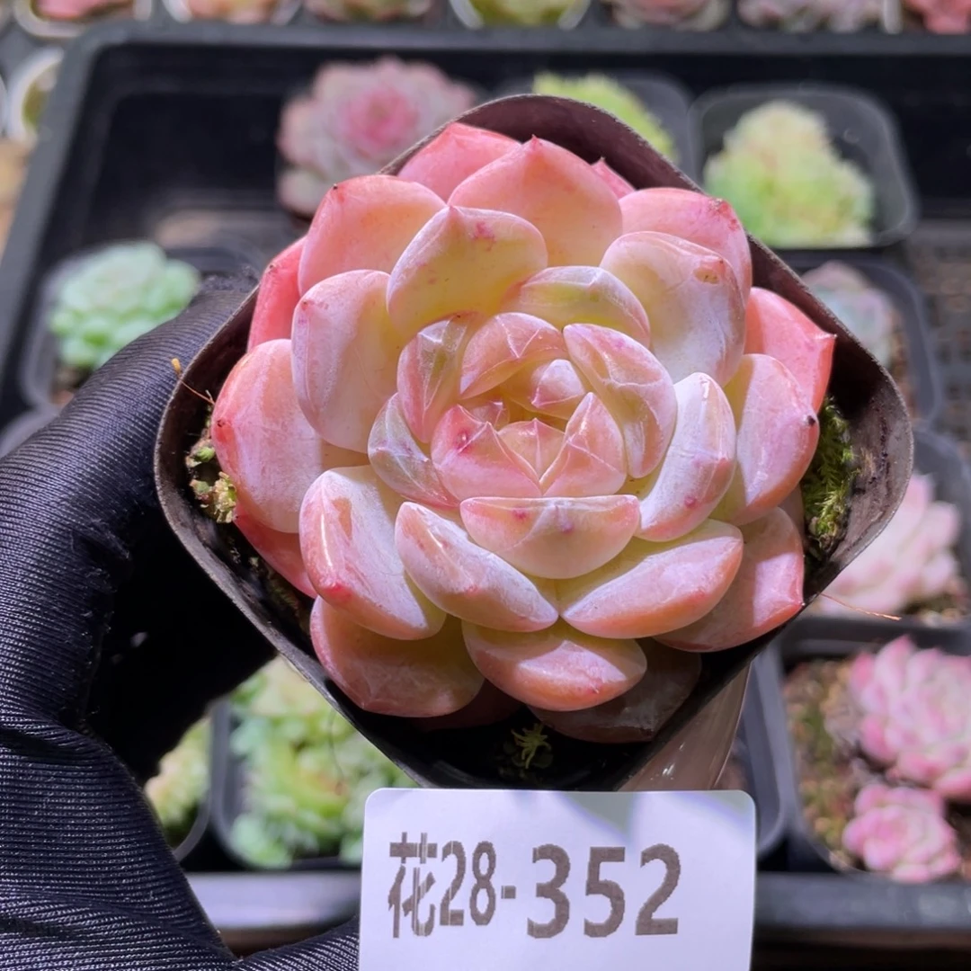 花利美28-352新品