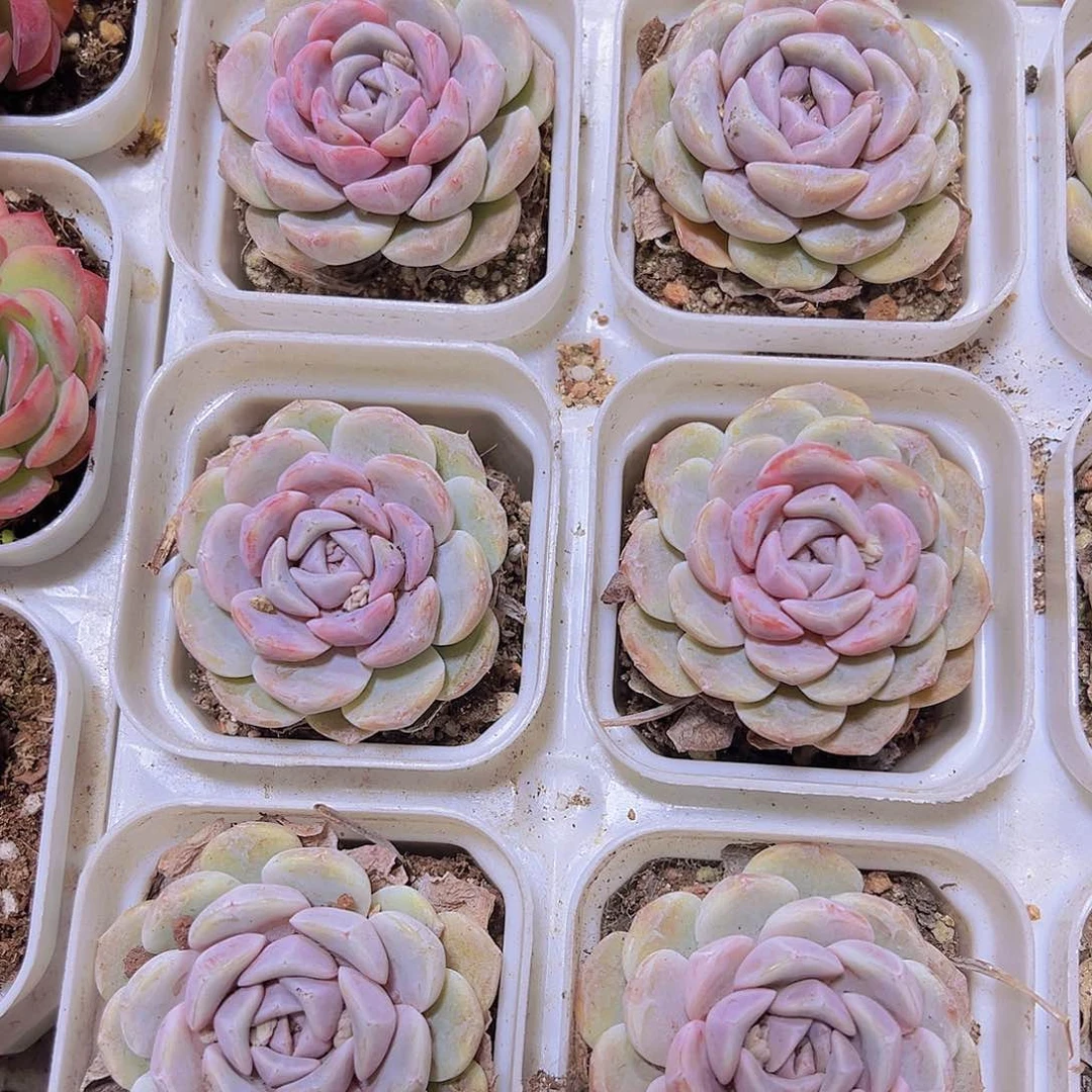 汉堡19包邮多肉植物