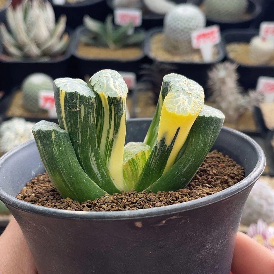 实生玉扇拉丝锦仙人球