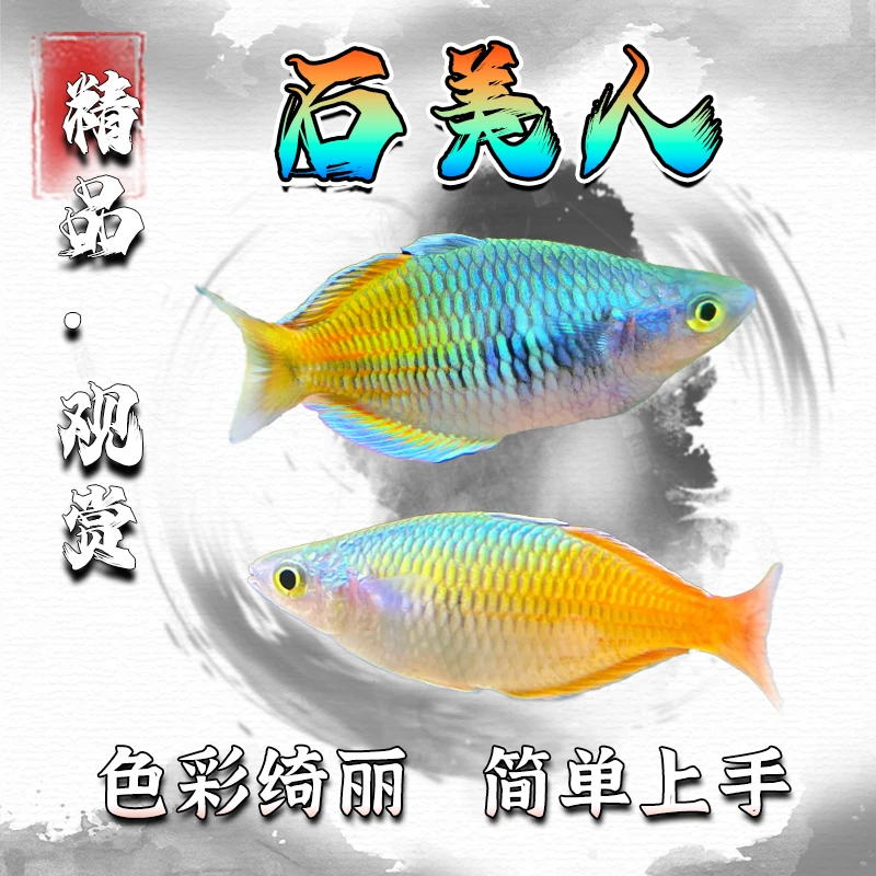 石美人鱼刚果美人电光美人活体鱼草缸热带群游热带观赏鱼淡水鱼