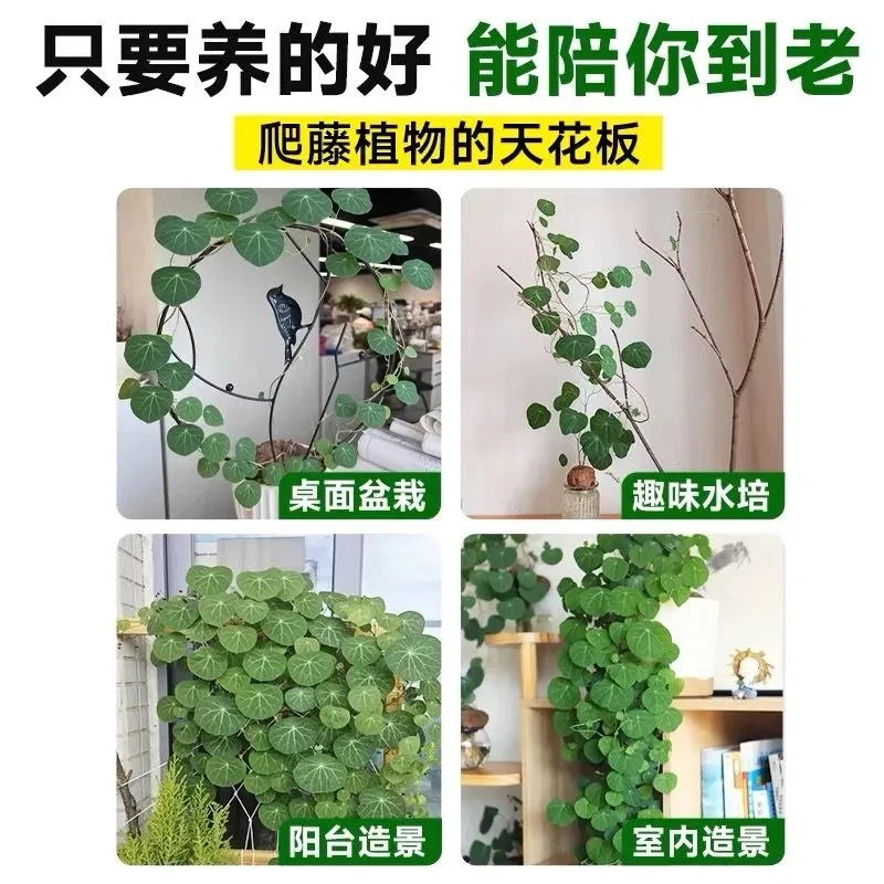 山乌龟盆栽爬藤植物招财龟室内客厅阳台庭院绿植金不换懒人绿植物