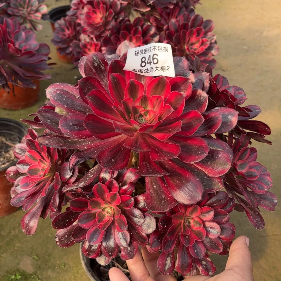 846丽娜多肉植物法师