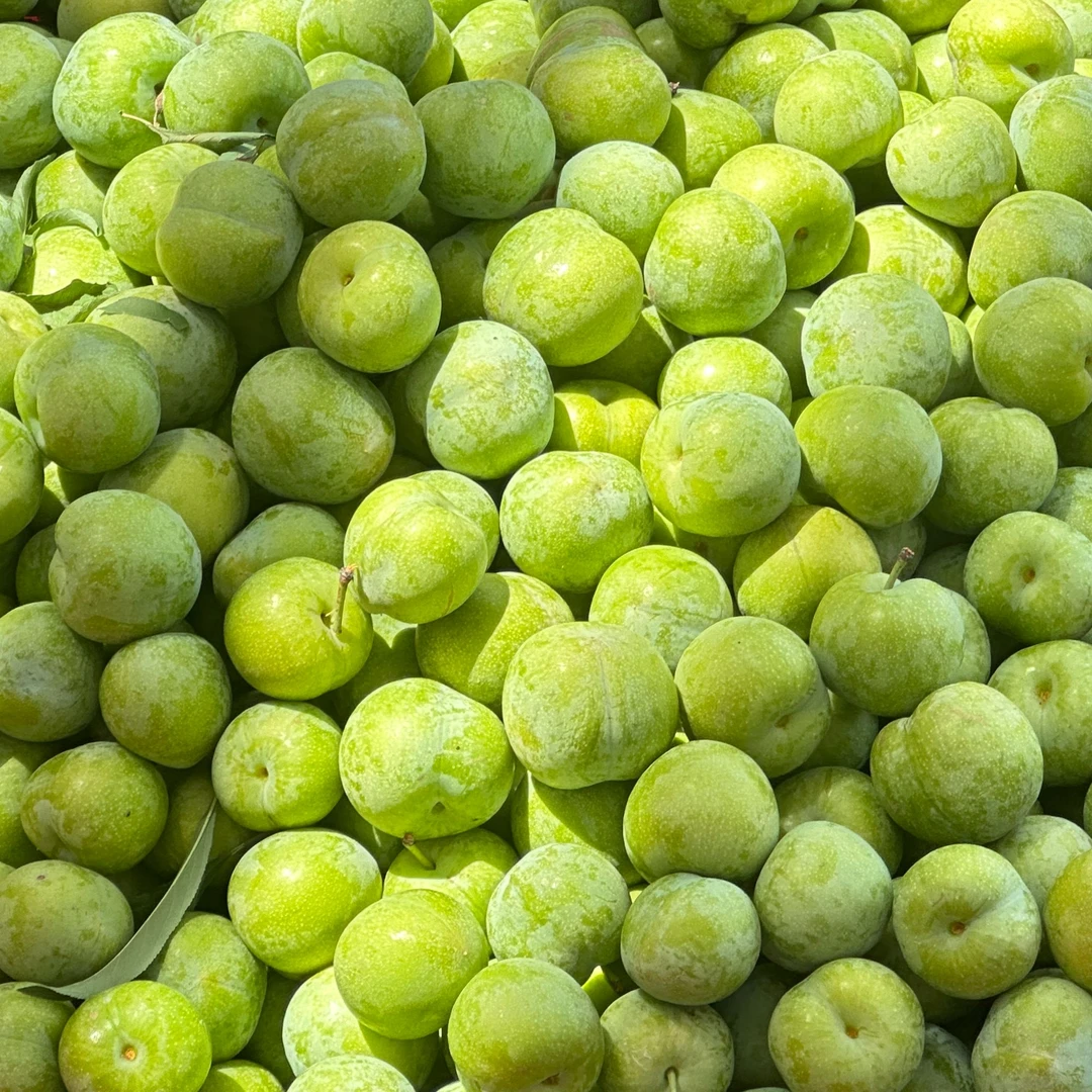 湖北本地农家脆李离核时令水果露天种植现摘现发坏必赔顺丰包邮