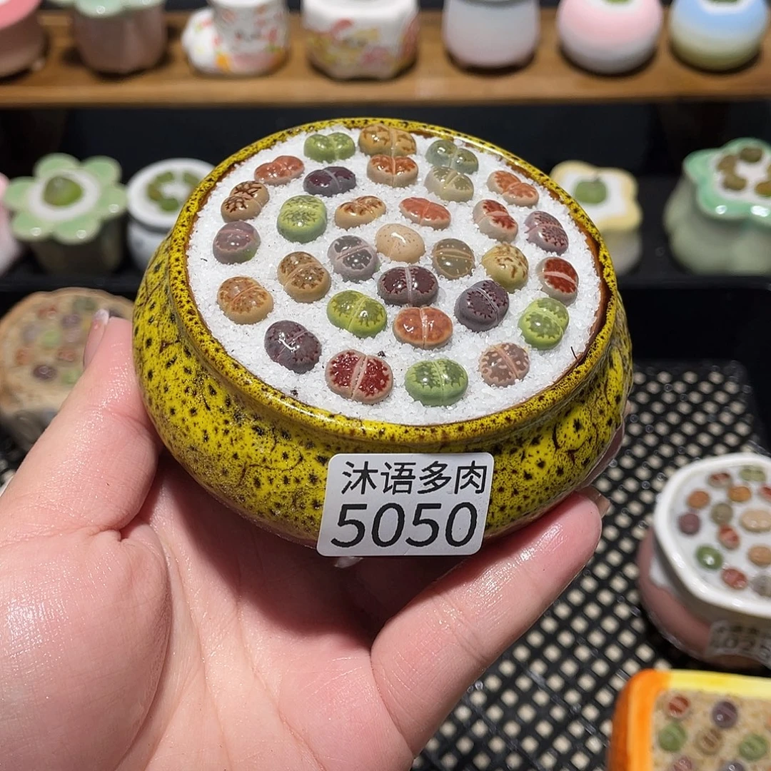 带盆土植物 一物一拍5050