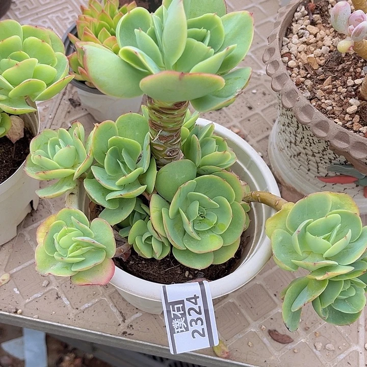 碧桃2324多肉植物