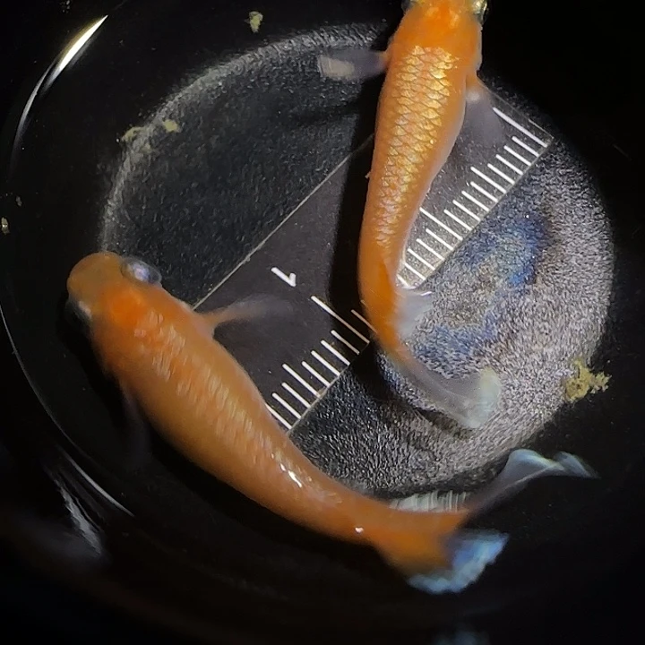 青鳉鱼观背青鱂一物一拍723