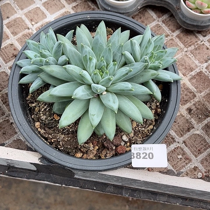 阿雅园艺。         8820