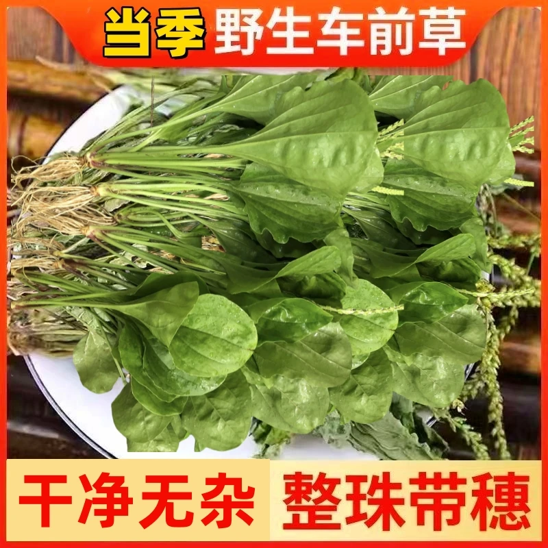 野生车前草干货 当季现采现晒云南深山采挖无硫整株干货泡水泡茶