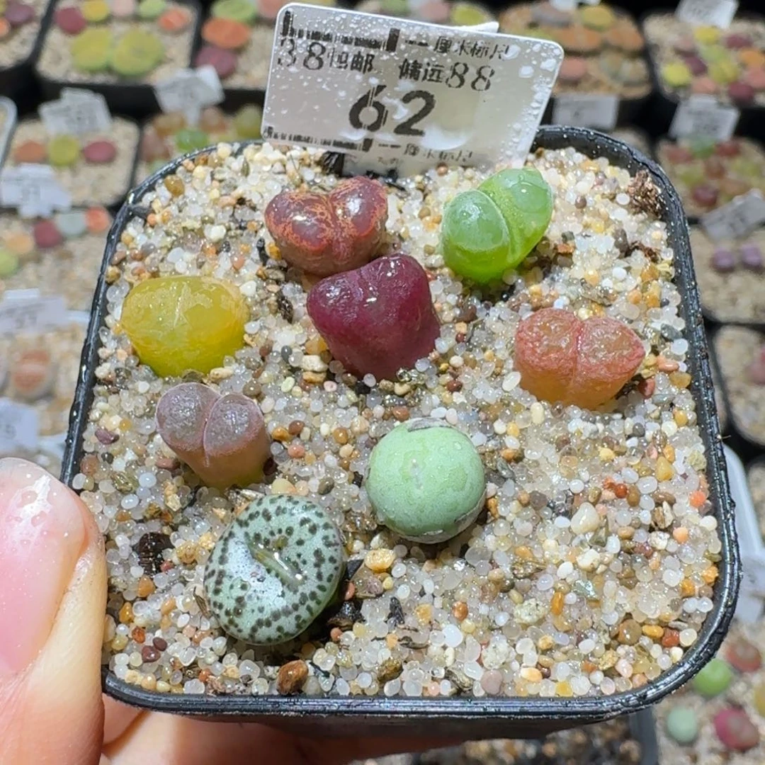 Sss生石花便宜清62