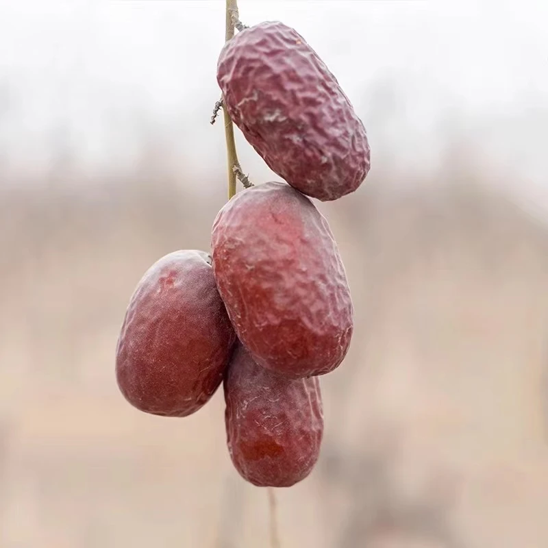 3斤若羌灰枣煮粥小枣