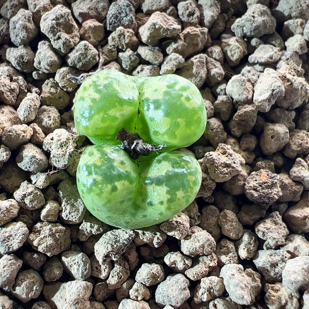 一物一拍脱土绿野仙踪890