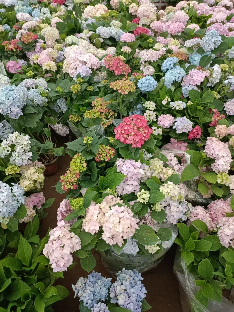 混色秀球福利款 颜值高好养耐活喜阳喜水阳台室内地栽室外客厅