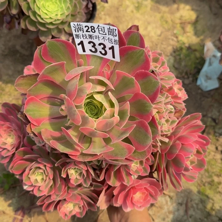 1331女巫多肉植物
