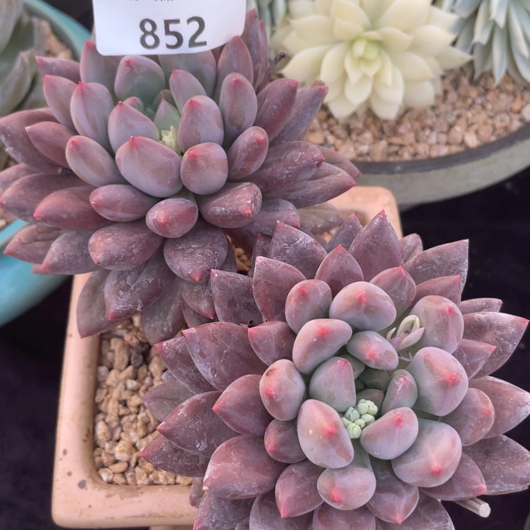 852水晶球双头多肉植物