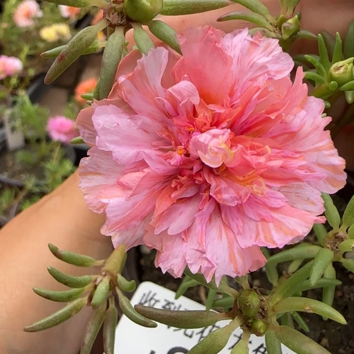 无花朵J861超小苗盆口10cm