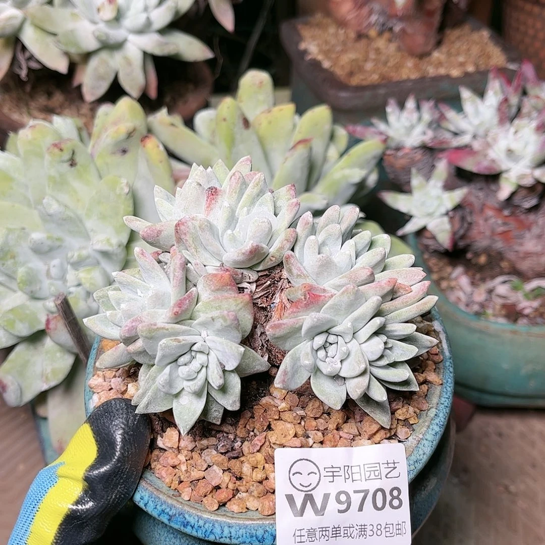 9708刘丹白菊仙女杯多肉