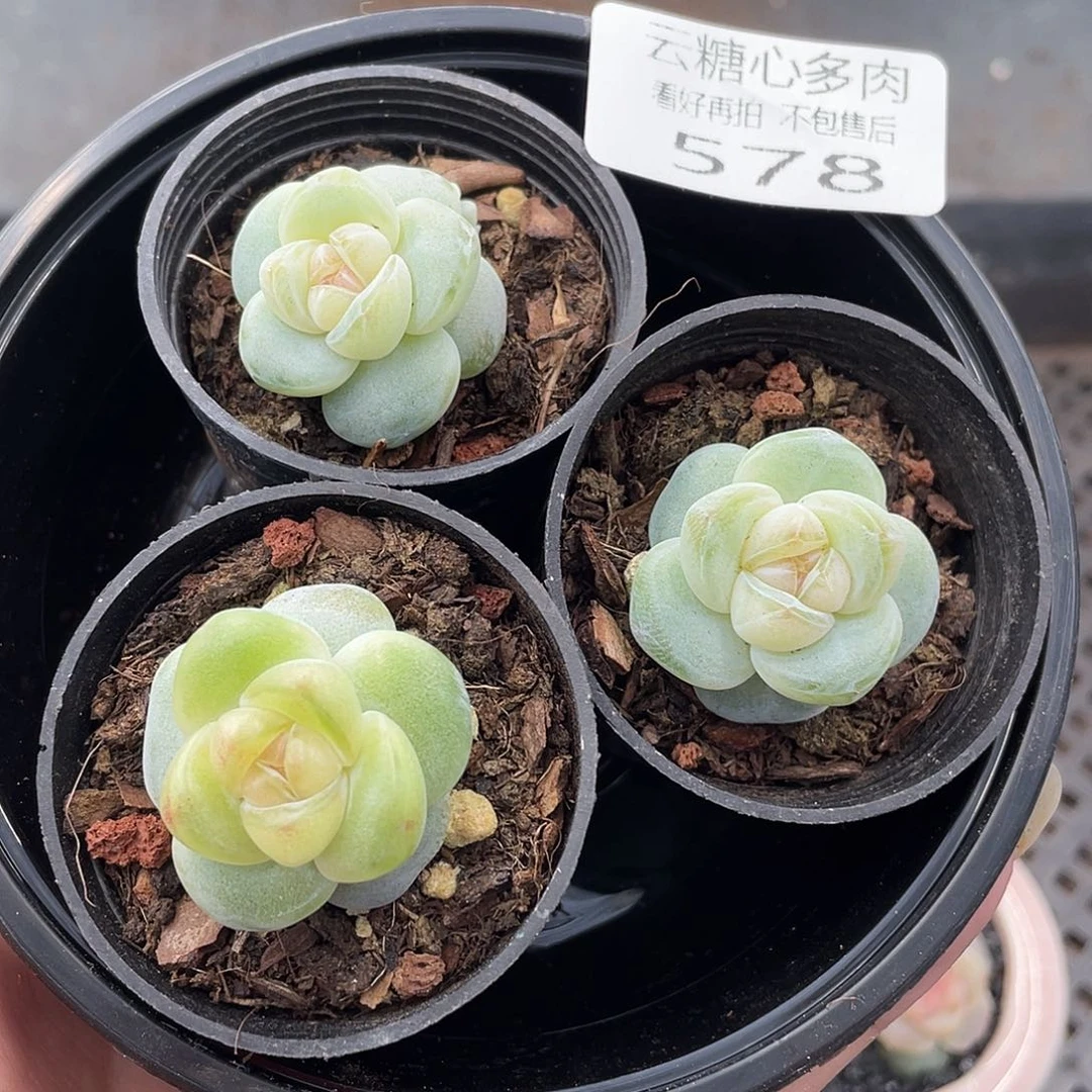 云糖心多肉植物578