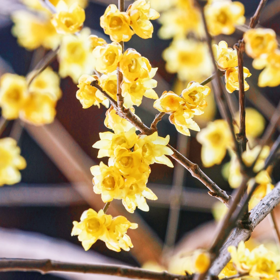浓香型耐寒素心腊梅花苗可地栽盆栽适合庭院阳台
