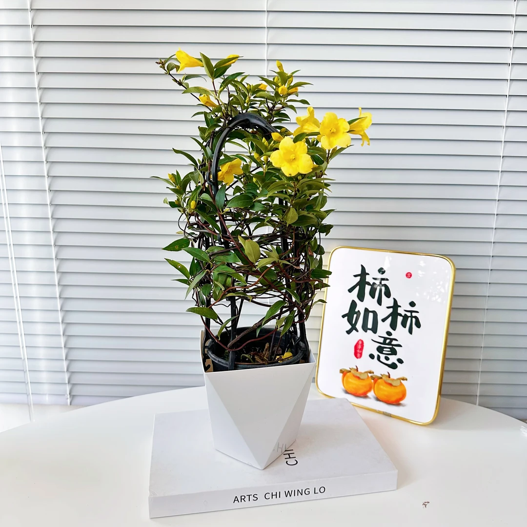 【带花苞】法国香水茉莉盆栽四季好养爬藤绿植