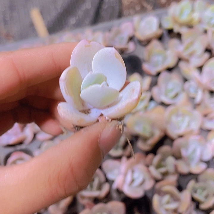 福利白凤一单两颗多肉