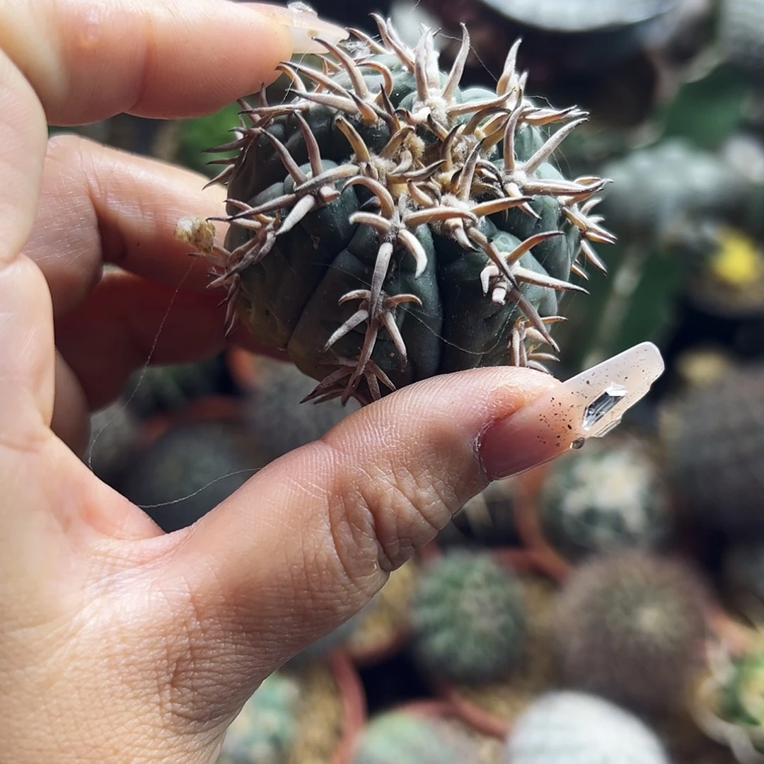 猫爪有根仙人球66666666