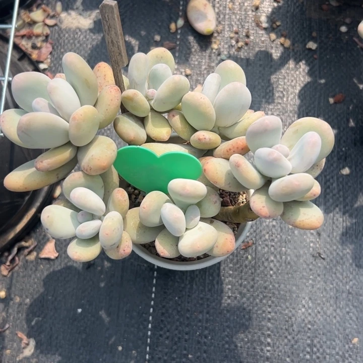 无花朵Y*S多肉葡萄等经济林木中