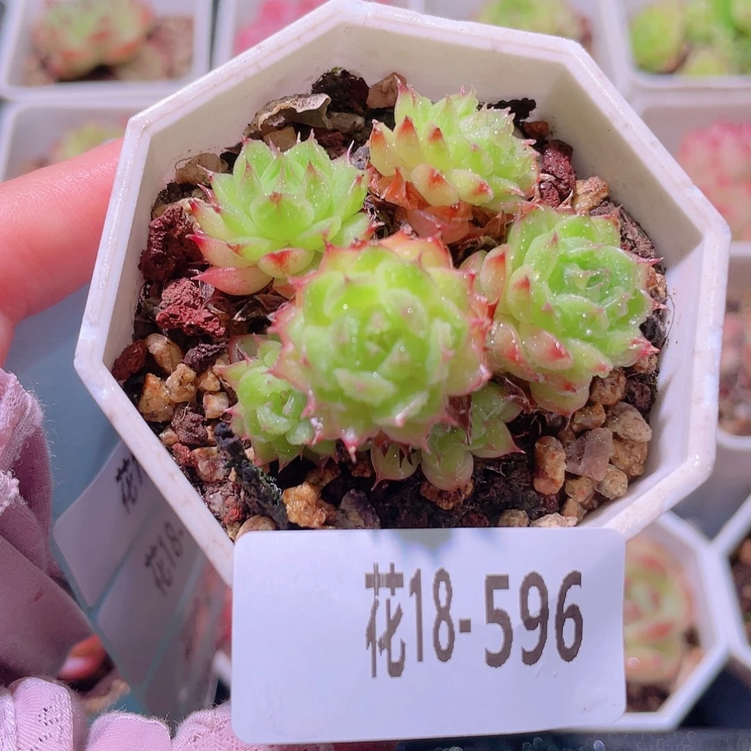 花利美18-596海王